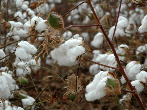 Safra de algodão mantém área estável na Bahia