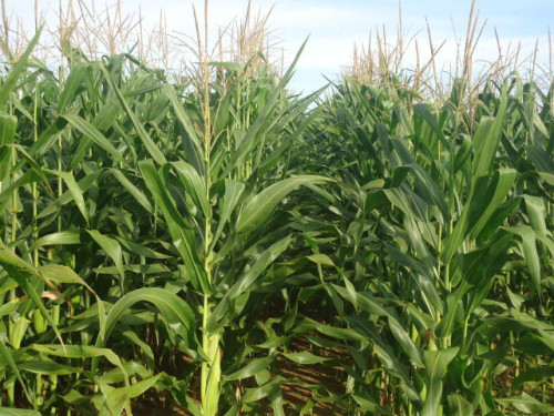 Ciclo contínuo da cigarrinha-do-milho aumenta risco de contaminação entre safras