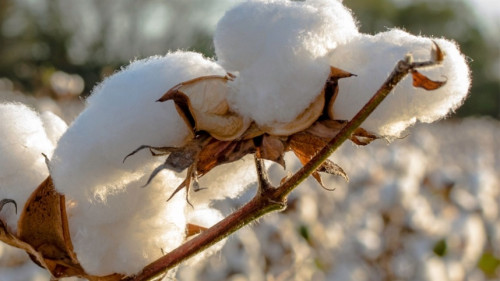 Tecnologia amplia proteção no tratamento de sementes