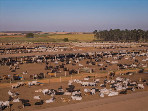 Pesquisa comprova benefícios do bem-estar nutricional em animais confinados