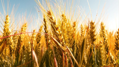 Trigo dispara e mercado dá sinais de nova alta