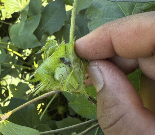 Descoberta científica da Biotrop pode redefinir o manejo do bicudo-do-algodoeiro no Brasil
