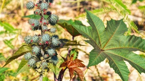 Cultura esquecida volta com força e chama atenção