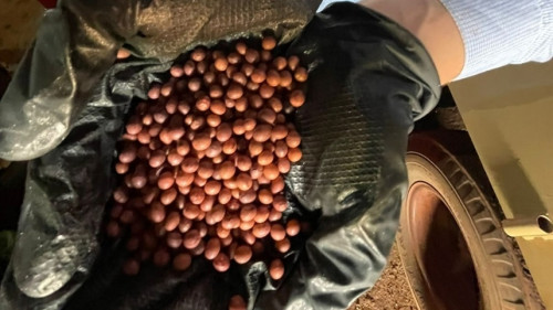 Indústria intensifica beneficiamento de sementes