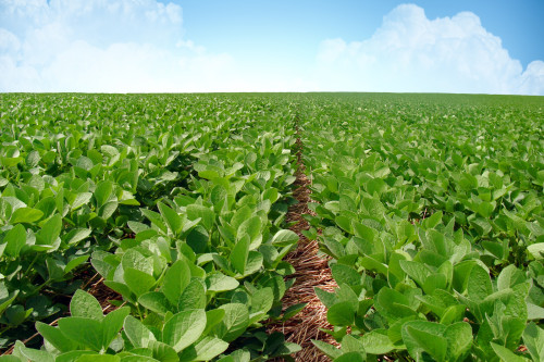 Soja despenca e fertilizante dispara no mercado