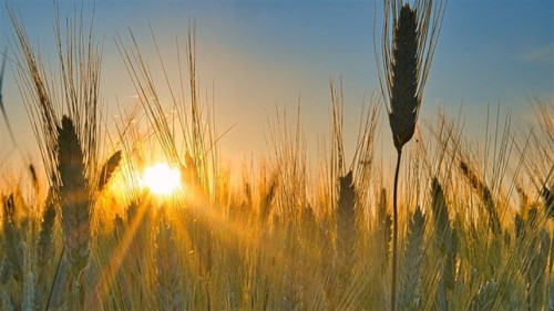 Trigo sobe com demanda forte e clima preocupa
