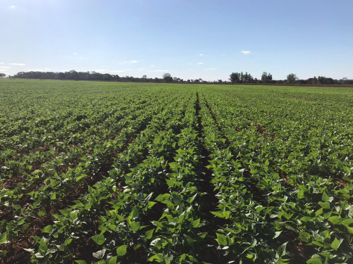 Demanda puxa soja, enquanto custos limitam ganhos