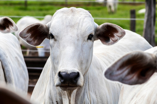 Empresa fortalece atuação no agro e marca presença em mais de 1.000 leilões de gado em 2026