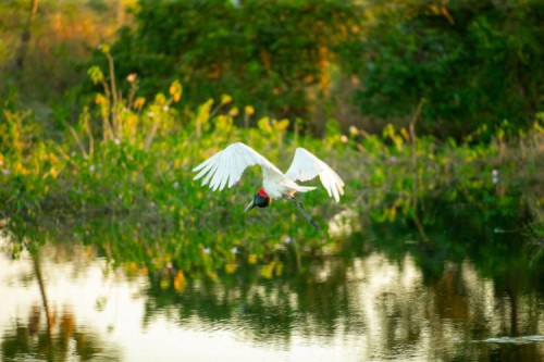 Famasul e Funar viabilizam R$ 30 milhões anuais para o bioma Pantanal