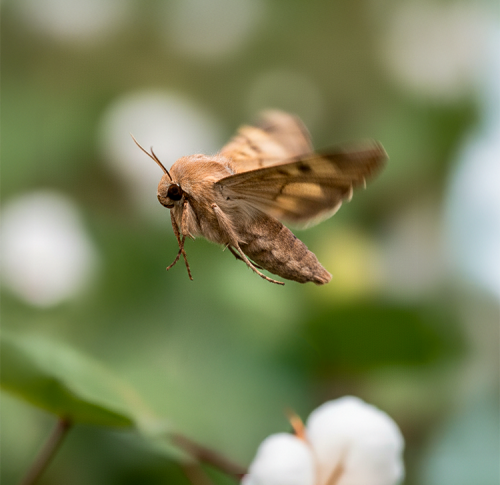 Helicoverpa desafia o campo e demanda por controle biológico cresce