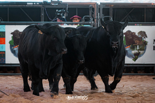 Genética gaúcha domina julgamentos de rústicos no Mundial Brangus 2026