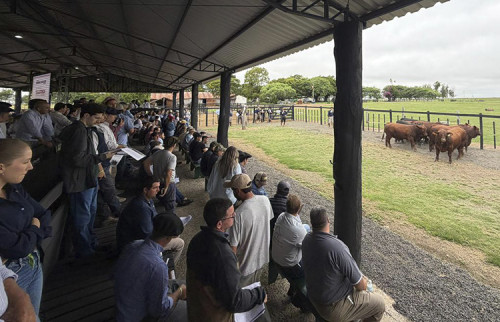 Congresso Mundial Brangus: comitiva internacional inicia gira por rebanhos do RS