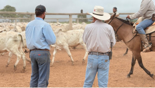 Touros jovens da CFM entram na fase final de avaliação genética