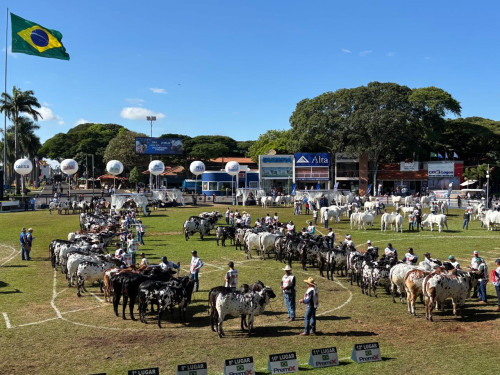 ExpoZebu deve reunir mais de 1.100 animais Nelore, em Uberaba (MG)