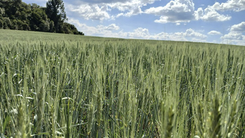 A resiliência do trigo brasileiro diante da mudança climática