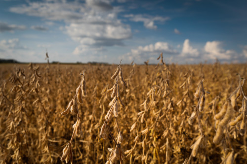 Parceria entre empresas do setor agrícola e instituição financeira amplia acesso a crédito rural e ativos de carbono