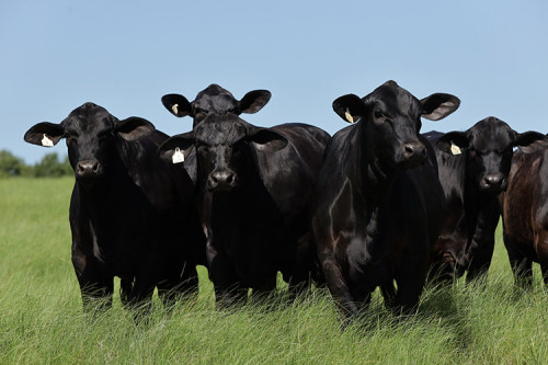 Uruguaiana sedia ExpoBrangus 2026 com expectativa de recorde em leilões