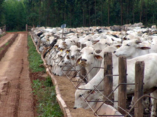 Pecuarista retém gado no pasto e força escalas curtas nos frigoríficos
