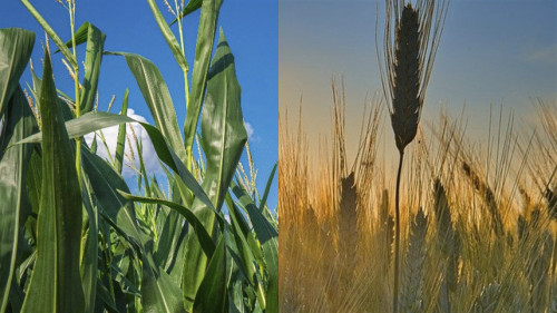 Milho vs Trigo: saiba onde investir para garantir o lucro no campo