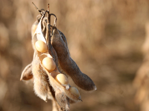 Safra de soja pode dar prejuízo mesmo com boa colheita