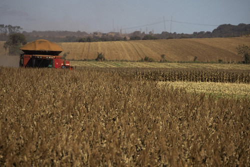 Milho cai no dia, mas surpreende no mês