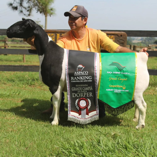 VIXXEN bate recorde nacional de preço de fêmeas Dorper no MF Leilões