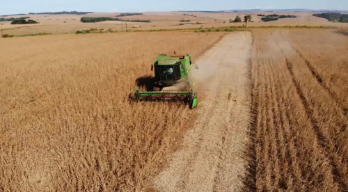 Trigo pode disparar e mercado já dá sinais