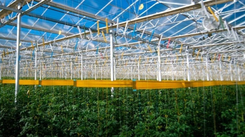 Bioeconomia no Pará movimenta R$ 13,5 bilhões com apoio da Embrapa