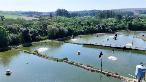 Embrapa lidera projeto mundial para padronizar balanço de carbono