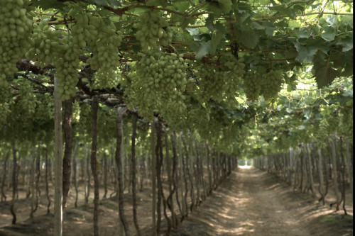 Solução natural pode salvar pomares do colapso