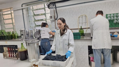 Como a ciência em Caxias do Sul protege o suco de uva e o vinho gaúcho