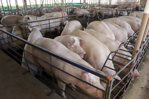 Suinocultura enfrenta pior crise de preços em 24 anos, diz Cepea