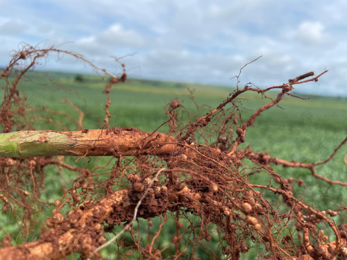 Escalada do preço dos fertilizantes exige maior atenção do produtor à eficiência nutricional e impulsiona biossoluções