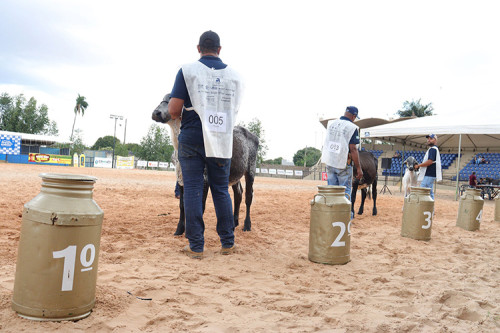 Expogrande 2026: Girolando MS lança Shopping do Leite e genética de elite