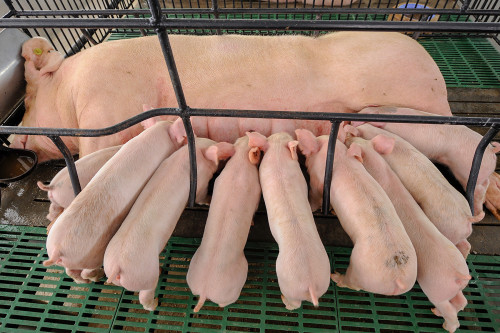 Mudanças climáticas interferem no desempenho dos suínos, exigindo novas soluções nutricionais, aponta pesquisador da UFMG