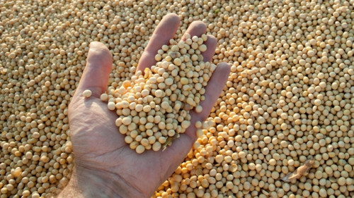 Movimento dos fundos derruba soja e derivados