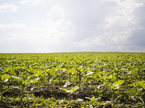 Outono traz desafios no Cerrado, mas também abre espaço para boas estratégias no campo