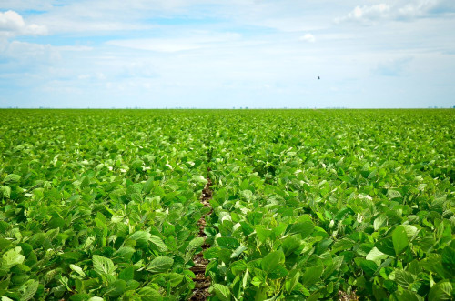 Exportações decepcionam e soja recua no exterior