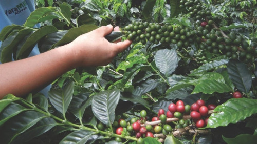 Tecnologia promete revolucionar lavouras de café