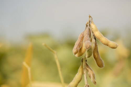 Soja e milho sobem em semana de incertezas