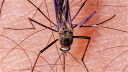 Mosquito da malária dribla inseticidas e preocupa