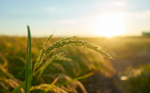 Silício ganha espaço na agricultura como aliado estratégico contra adversidades climáticas