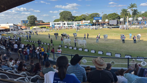 Os melhores animais e expositores da raça Nelore na Expozebu 2026