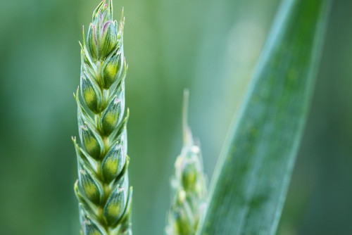 Cenário externo apoia preços do trigo
