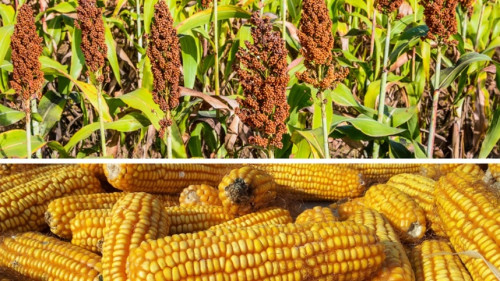 RS abre credenciamento para fornecedores de sementes de milho e sorgo