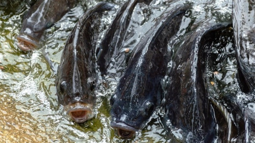 Alerta na piscicultura: Importação do Vietnã e pressões regulatórias ameaçam a tilápia brasileira