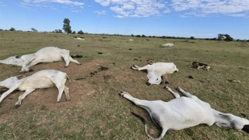 Frio mata 83 bovinos em cinco fazendas no sul de Mato Grosso do Sul