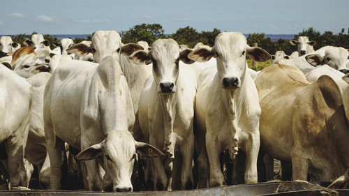 China eleva compra de carne em 20% e dita ritmo do agro nacional