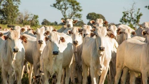 Pecuária Brasileira: Produção de carne cresce 3,3x em área 17% menor