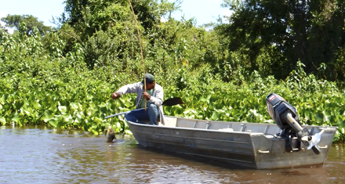 Como a ciência garante R$ 150 milhões anuais com a pesca em MS